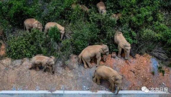 为什么不用麻醉枪阻止野生亚洲象群继续北上专家解答来了！